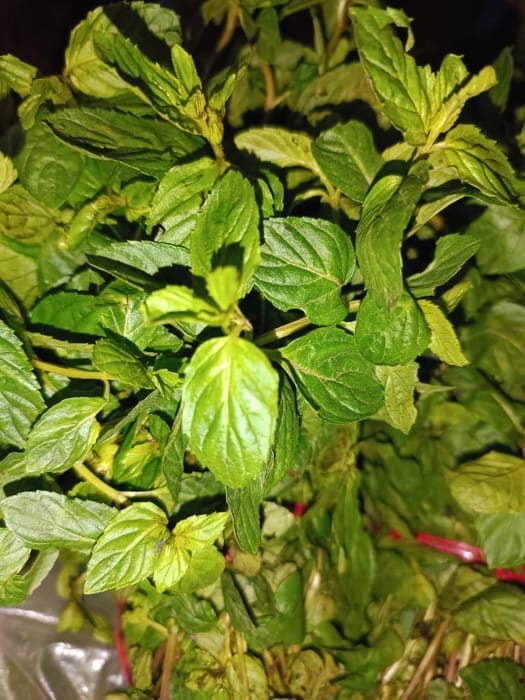 Hierba Buena - atado