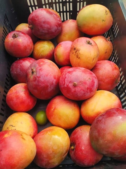 Mango - kg