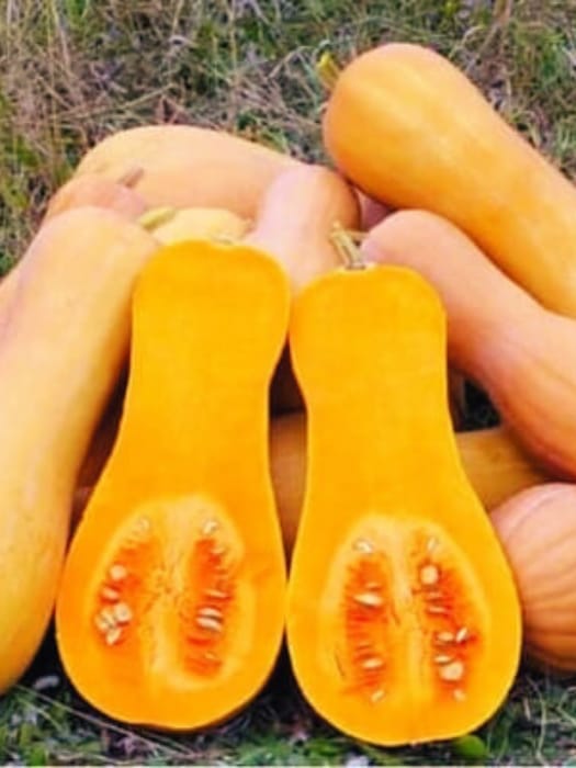 Zapallo Mantequilla  - kg