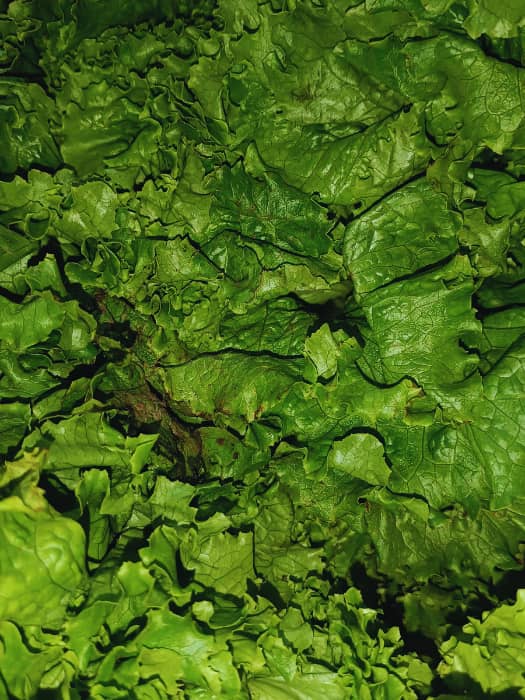 Lechuga crespa - pqte